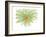 Gerbera-Jan Weiss-Framed Art Print