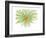 Gerbera-Jan Weiss-Framed Premium Giclee Print