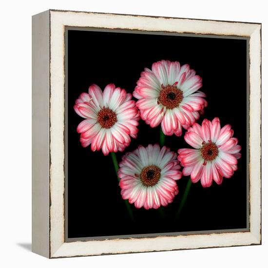 gerbera-Magda Indigo-Framed Premier Image Canvas