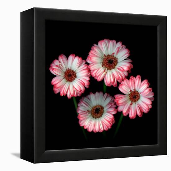 gerbera-Magda Indigo-Framed Premier Image Canvas