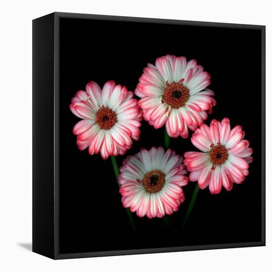 gerbera-Magda Indigo-Framed Premier Image Canvas