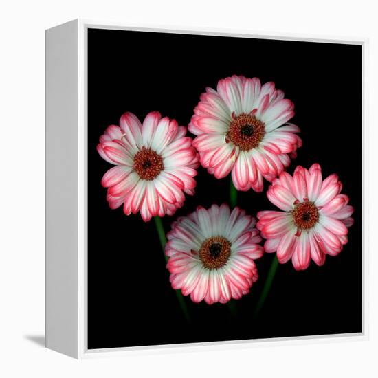 gerbera-Magda Indigo-Framed Premier Image Canvas