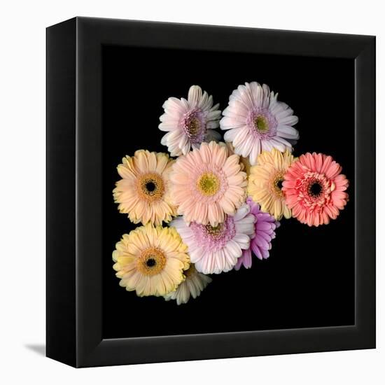 gerbera-Magda Indigo-Framed Premier Image Canvas