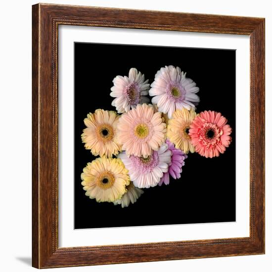 gerbera-Magda Indigo-Framed Photographic Print