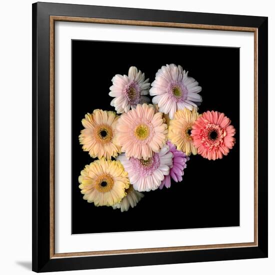 gerbera-Magda Indigo-Framed Photographic Print