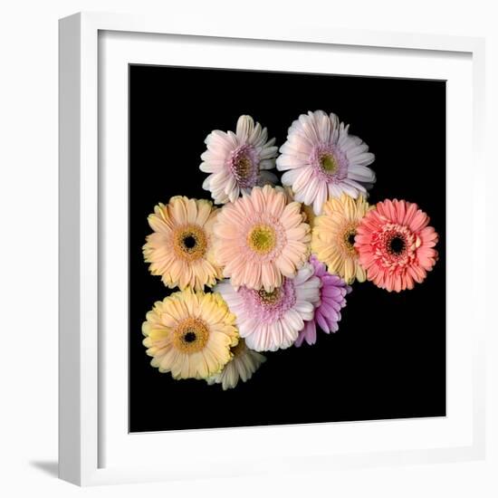 gerbera-Magda Indigo-Framed Photographic Print