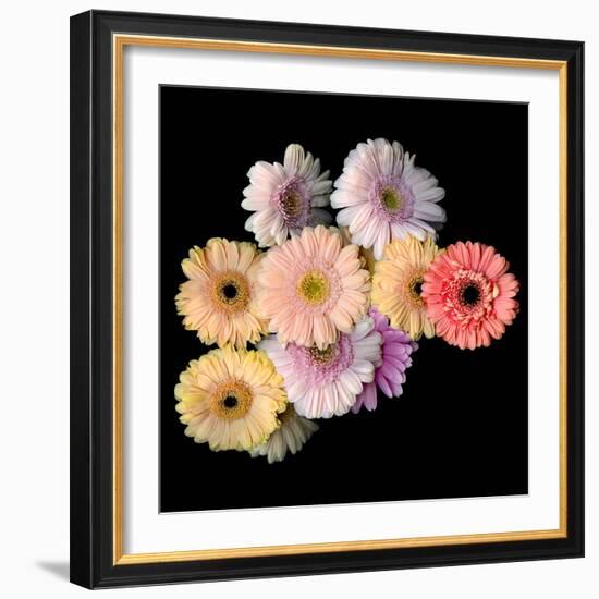 gerbera-Magda Indigo-Framed Photographic Print