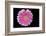 Gerbera-Heidi Westum-Framed Photographic Print