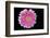 Gerbera-Heidi Westum-Framed Photographic Print