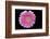 Gerbera-Heidi Westum-Framed Photographic Print