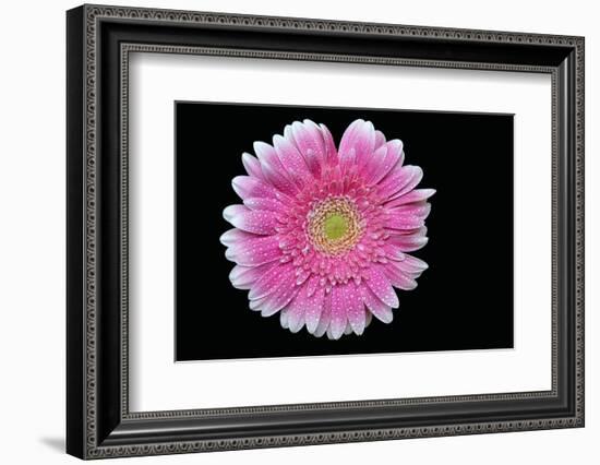 Gerbera-Heidi Westum-Framed Photographic Print