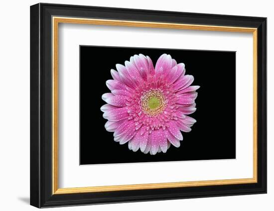 Gerbera-Heidi Westum-Framed Photographic Print