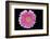 Gerbera-Heidi Westum-Framed Photographic Print