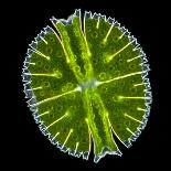 Marine Nematode Worm, Light Micrograph-Gerd Guenther-Premium Photographic Print