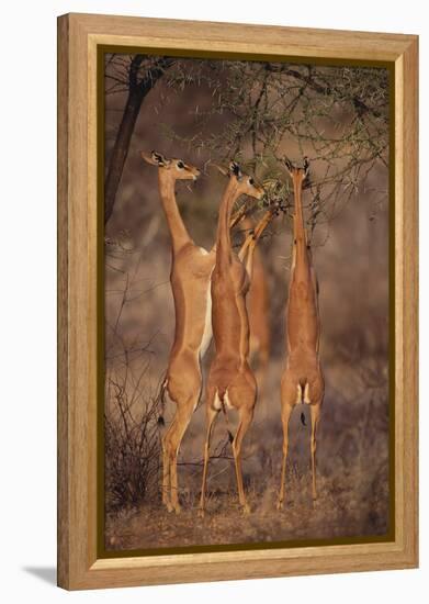 Gerenuk Feeding on Acacia Trees-DLILLC-Framed Premier Image Canvas