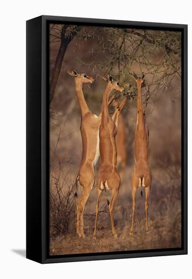 Gerenuk Feeding on Acacia Trees-DLILLC-Framed Premier Image Canvas