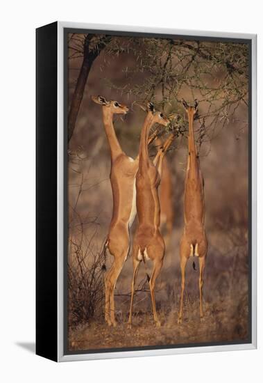 Gerenuk Feeding on Acacia Trees-DLILLC-Framed Premier Image Canvas