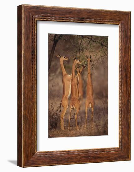 Gerenuk Feeding on Acacia Trees-DLILLC-Framed Photographic Print