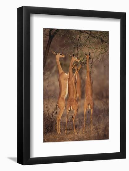 Gerenuk Feeding on Acacia Trees-DLILLC-Framed Photographic Print