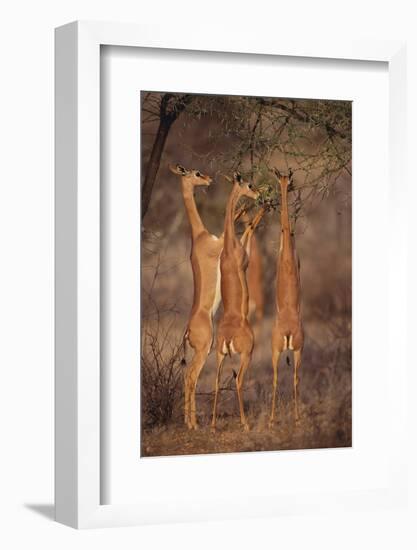 Gerenuk Feeding on Acacia Trees-DLILLC-Framed Photographic Print