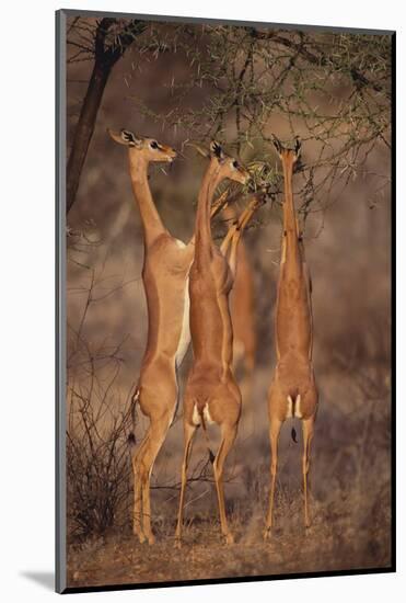 Gerenuk Feeding on Acacia Trees-DLILLC-Mounted Photographic Print