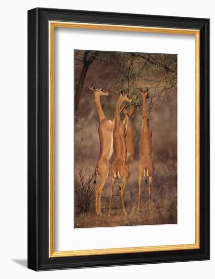 Gerenuk Feeding on Acacia Trees-DLILLC-Framed Photographic Print