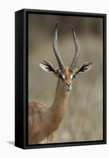 Gerenuk (Litocranius Walleri) Male Portrait, Samburu Game Reserve, Kenya-Denis-Huot-Framed Premier Image Canvas