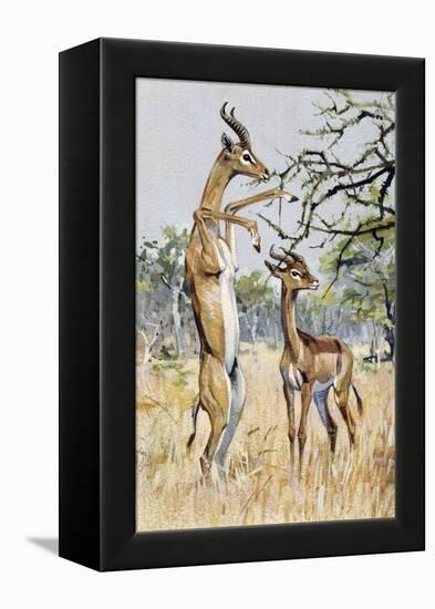 Gerenuk or Giraffe-Necked Antelope (Litocranius Walleri), Bovidae-null-Framed Premier Image Canvas