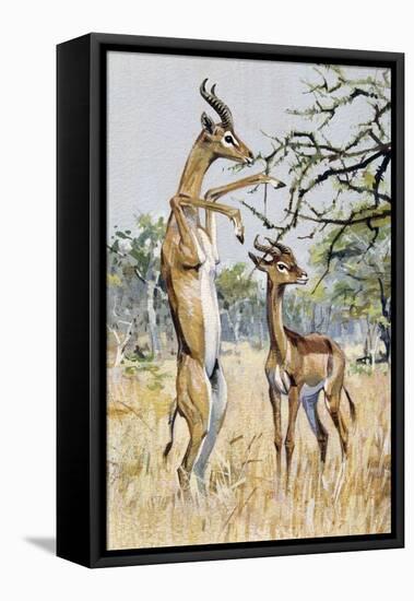Gerenuk or Giraffe-Necked Antelope (Litocranius Walleri), Bovidae-null-Framed Premier Image Canvas