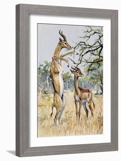 Gerenuk or Giraffe-Necked Antelope (Litocranius Walleri), Bovidae-null-Framed Giclee Print