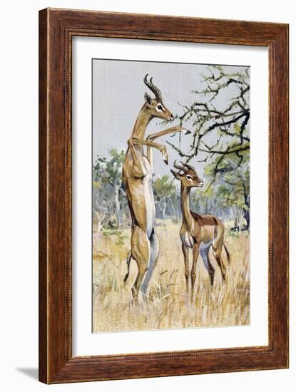 Gerenuk or Giraffe-Necked Antelope (Litocranius Walleri), Bovidae-null-Framed Giclee Print
