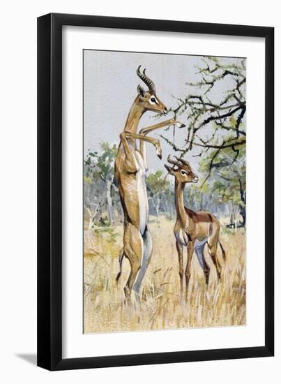 Gerenuk or Giraffe-Necked Antelope (Litocranius Walleri), Bovidae-null-Framed Giclee Print