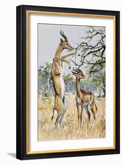 Gerenuk or Giraffe-Necked Antelope (Litocranius Walleri), Bovidae--Framed Giclee Print