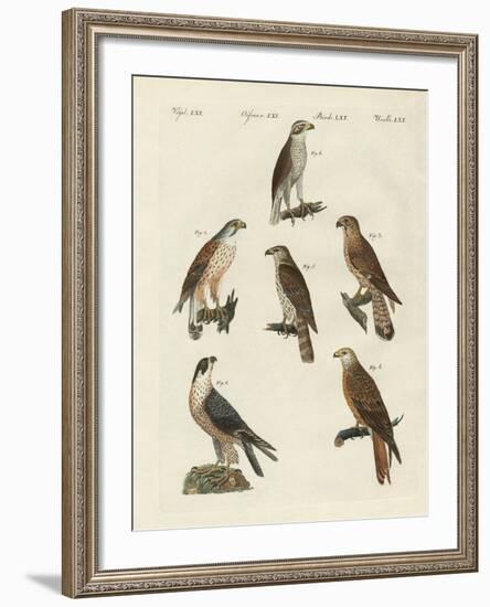 German Birds of Prey-null-Framed Giclee Print