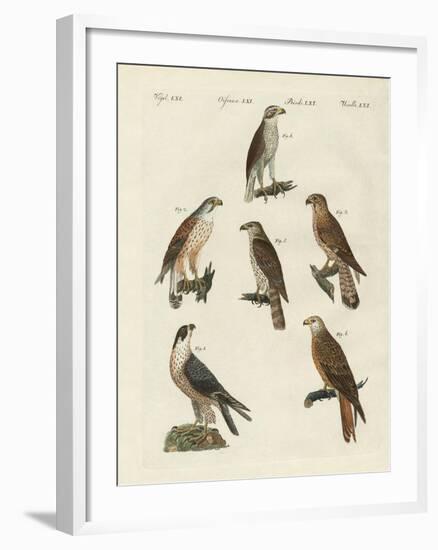 German Birds of Prey-null-Framed Giclee Print