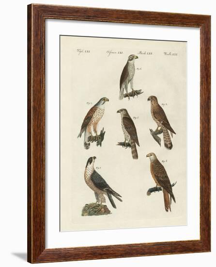 German Birds of Prey-null-Framed Giclee Print