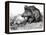German Boar Held at Verdun - Cartoon-L. Raven Hill-Framed Stretched Canvas