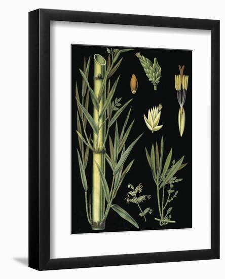 German Educational Plate: Bamboo-null-Framed Art Print