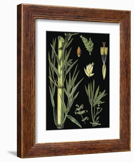 German Educational Plate: Bamboo-null-Framed Art Print