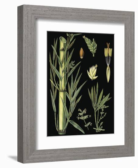 German Educational Plate: Bamboo-null-Framed Art Print