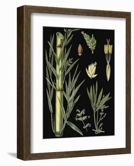 German Educational Plate: Bamboo-null-Framed Art Print