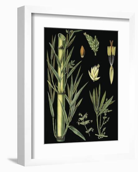 German Educational Plate: Bamboo-null-Framed Art Print