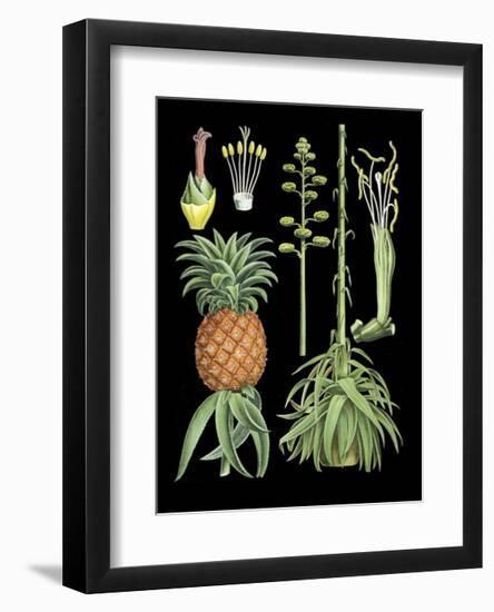 German Educational Plate: Pineapple-null-Framed Art Print