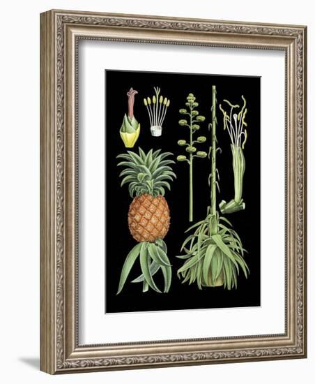 German Educational Plate: Pineapple-null-Framed Art Print