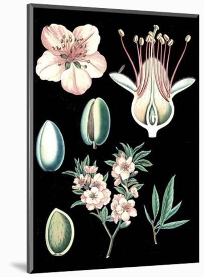 German Educational Plate: Prunus amygdalus-null-Mounted Art Print