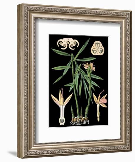 German Educational Plate: Zingiber officinale Roscoe-null-Framed Art Print