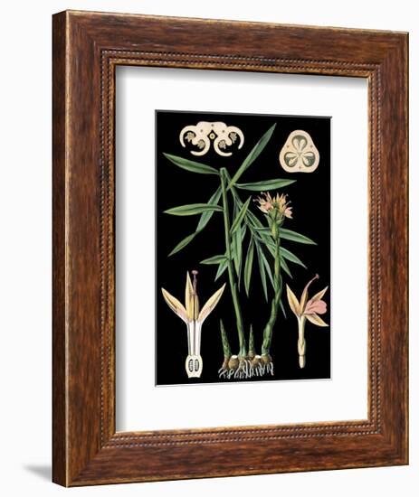 German Educational Plate: Zingiber officinale Roscoe-null-Framed Art Print