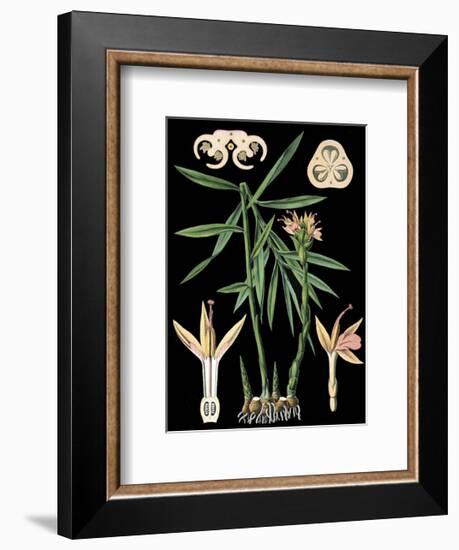 German Educational Plate: Zingiber officinale Roscoe-null-Framed Art Print