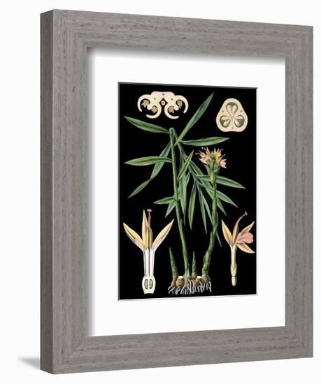 German Educational Plate: Zingiber officinale Roscoe-null-Framed Art Print