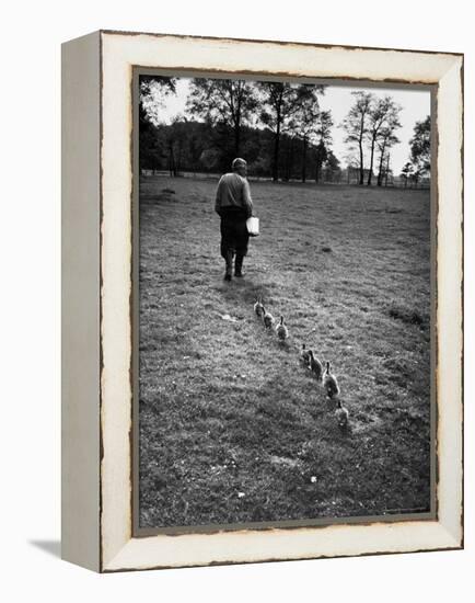 German Ethologist Dr. Konrad Z. Lorenz Studying Habits of Ducks and Geese at Woodland Institute-Thomas D^ Mcavoy-Framed Premier Image Canvas